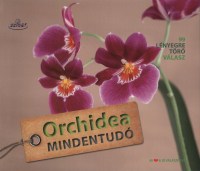 orchidea_mindentudo